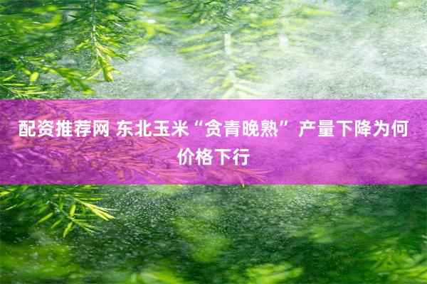 配资推荐网 东北玉米“贪青晚熟” 产量下降为何价格下行